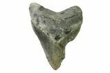 Bargain, Fossil Megalodon Tooth - North Carolina #338492-1